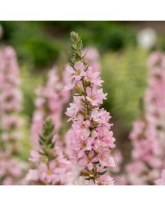 Blutweiderich (Lythrum salicaria) Blush