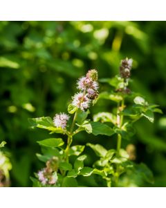 Wasserminze (Mentha aquatica) 