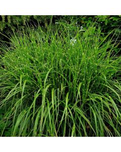 Niedriges Chinaschilf (Miscanthus sinensis) Dwarf Strictus