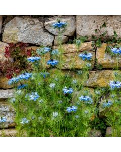 Schwarzkümmel (Nigella sativa)
