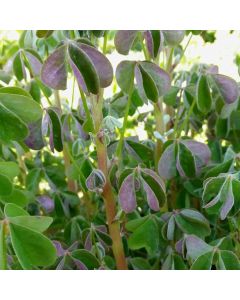 Peruanischer Sauerklee (Oxalis tuberosa) Giggles