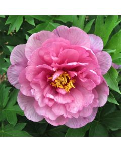 Pfingstrose (Paeonia) GARDEN CANDY Strawberry Swirl 