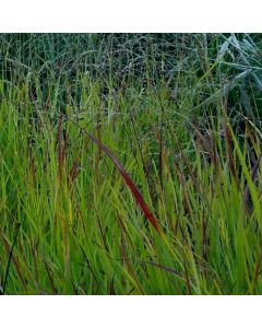 Garten-Rutenhirse (Panicum virgatum) Cheyenne Sky