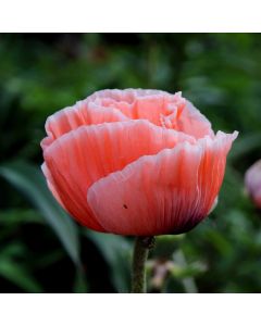 Türkischer Mohn (Papaver orientale) Princess Victoria Louise