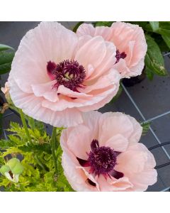 Türkischer Mohn (Papaver orientale) Paradiso