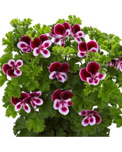 Duftgeranie (Pelargonium species) GRANDEUR Odorata Perfume