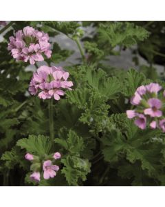 Duftgeranie (Pelargonium species) GRANDEUR Odorata Rose