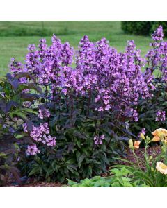 Fingerhut-Bartfaden (Penstemon digitalis) Midnight Masquerade