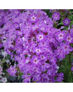 Flammenblume (Phlox paniculata) EARLY Purple Eye