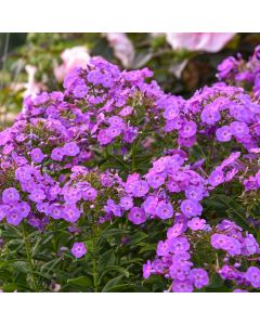 Hohe Flammenblume (Phlox paniculata) GARDEN GIRLS Cover Girl