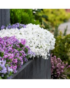 Polsterphlox (Phlox subulata) Fabulous Rose