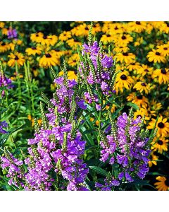 Gelenkblume (Physostegia virginiana) Crystal Peak