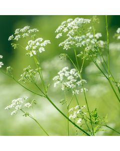 Anis (Pimpinella anisum)