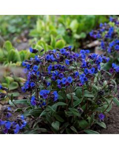 Lungenkraut (Pulmonaria angustifolia) Blue Ensign