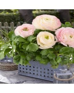 Ranunkel (Ranunculus) Pink Bicolour