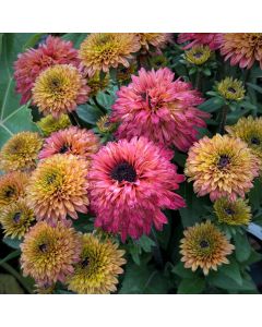 Rauher Sonnenhut (Rudbeckia) SUMMERINA Glow Sugar Shake