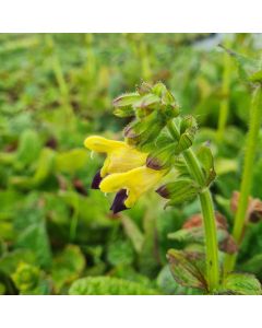 Salbei (Salvia bulleyana ) 