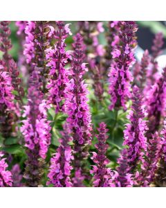 Steppen-Salbei (Salvia nemorosa) Pink Paradise