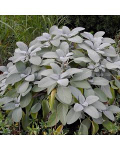 Salbei (Salvia officinalis) Berggarten