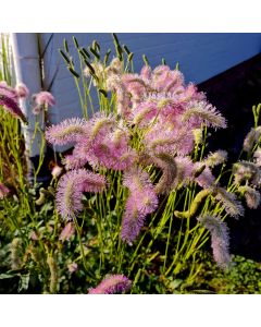 Hoher Wiesenknopf (Sanguisorba hakusanensis) Pink Brushes