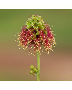 Pimpinelle (Sanguisorba minor) 