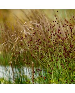 Großer Wiesenknopf (Sanguisorba officinalis ) 