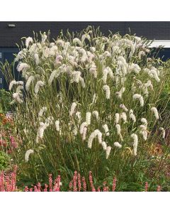 Hoher Wiesenknopf (Sanguisorba hakusanensis) White Brushes