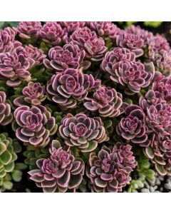 Reichblühende Fetthenne (Sedum) SUNSPARKLER Plum Dazzled