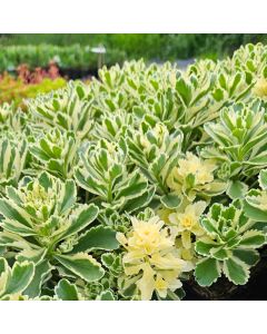 Dickblattgewächs (Sedum takesimense) Atlantis®