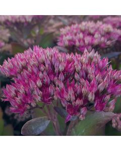 Prachtfetthenne (Sedum telephium) Class Act