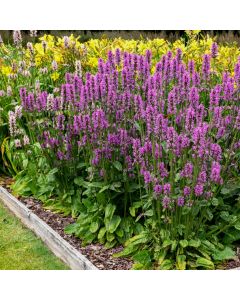 Echter Ziest (Stachys officinalis) 