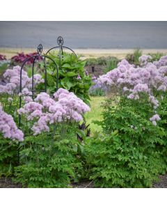 Wiesenraute (Thalictrum aquilegifolium) Cotton Candy