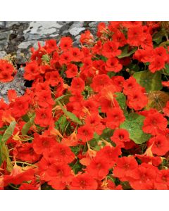 Kapuzinerkresse (Tropaeolum majus) Red Wonder