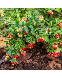 Cranberry Moosbeere (Vaccinium macrocarpon) Pilgrim