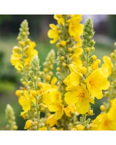 Großblütige Königskerze (Verbascum densiflorum thapsiforme)
