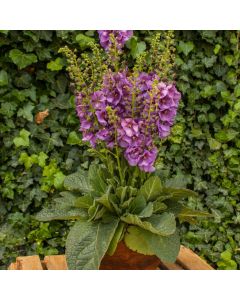 Königskerze (Verbascum) Sugar Plum