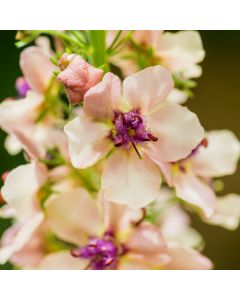 Königskerze (Verbascum phoeniceum) Southern Charm