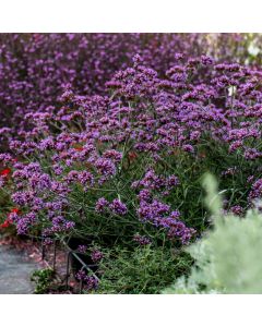 Kleines Patagonisches Eisenkraut (Verbena bonariensis) Lollipop