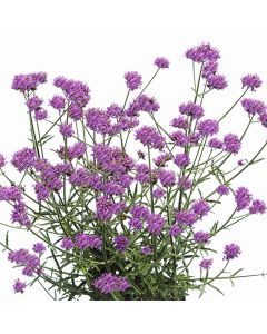 Patagonisches Eisenkraut (Verbena bonariensis) Purple Tower