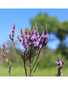 Echtes Eisenkraut (Verbena officinalis)