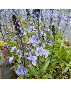 Enzian-Ehrenpreis (Veronica gentianoides) Maihimmel