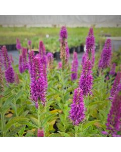 Ähriger Ehrenpreis (Veronica spicata) Purplegum Candles