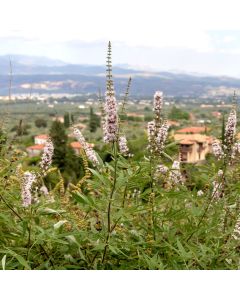 Mönchspfeffer (Vitex agnus-castus) Albus