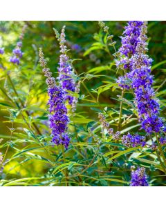 Mönchspfeffer (Vitex agnus-castus) Latifolia