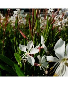 Prachtkerze (Gaura lindheimerii) Whirling Butterflies