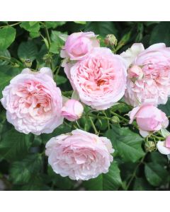 Duftende ADR Kletterrose (Züchterrose) Divina