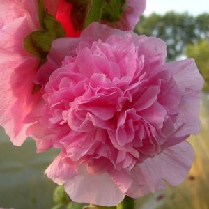 Stockrose (Alcea rosea plena) CHATERS Rosa