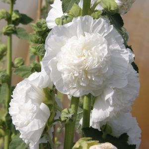 Stockrose (Alcea rosea plena) CHATERS Weiß