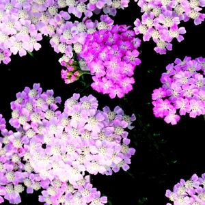 Schafgarbe (Achillea) TUTTI FRUTTI Wonderful Wampee
