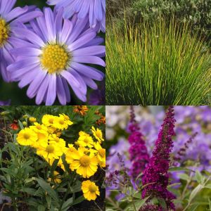 7 Pflanzen (Indian Summer – Farbpracht im Herbst) Mix